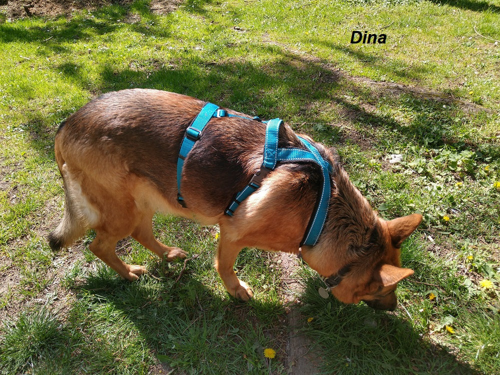 Panikführgeschirr handgefertigt – Maßanfertigung aus Gurtband
