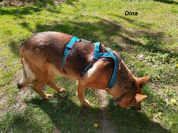 Panikführgeschirr handgefertigt – Maßanfertigung aus Gurtband