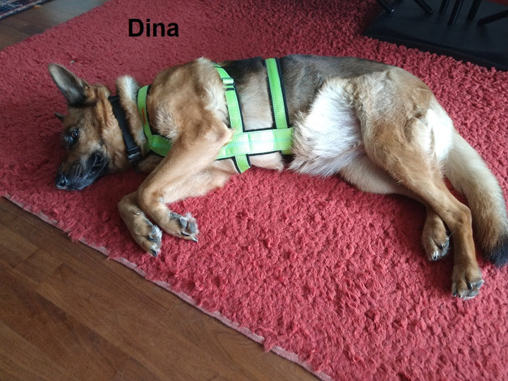 Panikführgeschirr handgefertigt – Maßanfertigung aus Gurtband