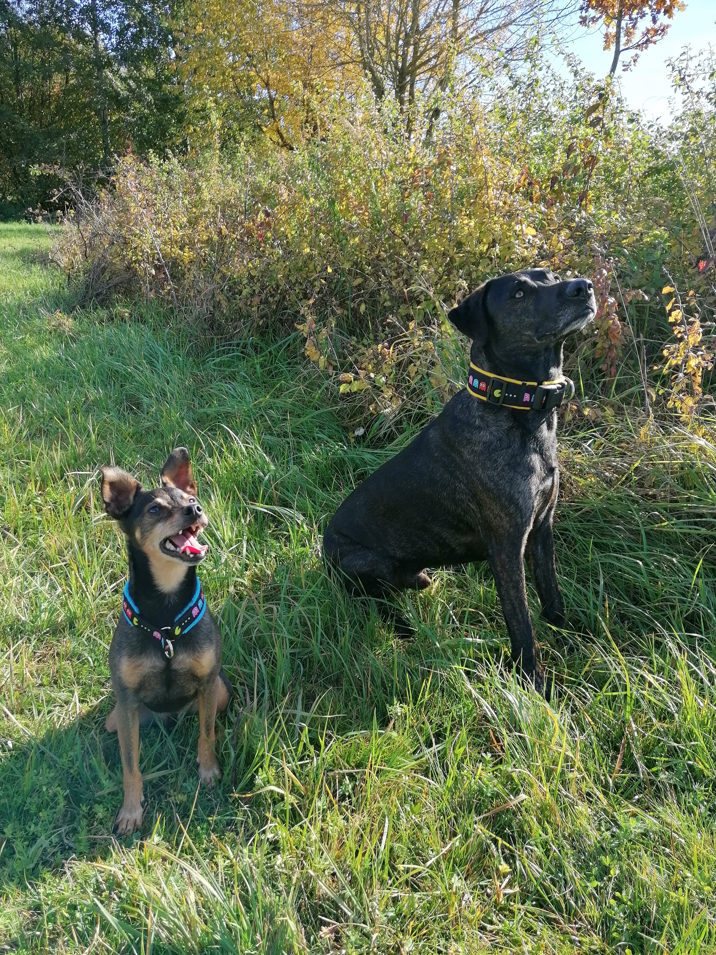 Hundehalsband Führgeschirr auf Maß individuell handgemachtu