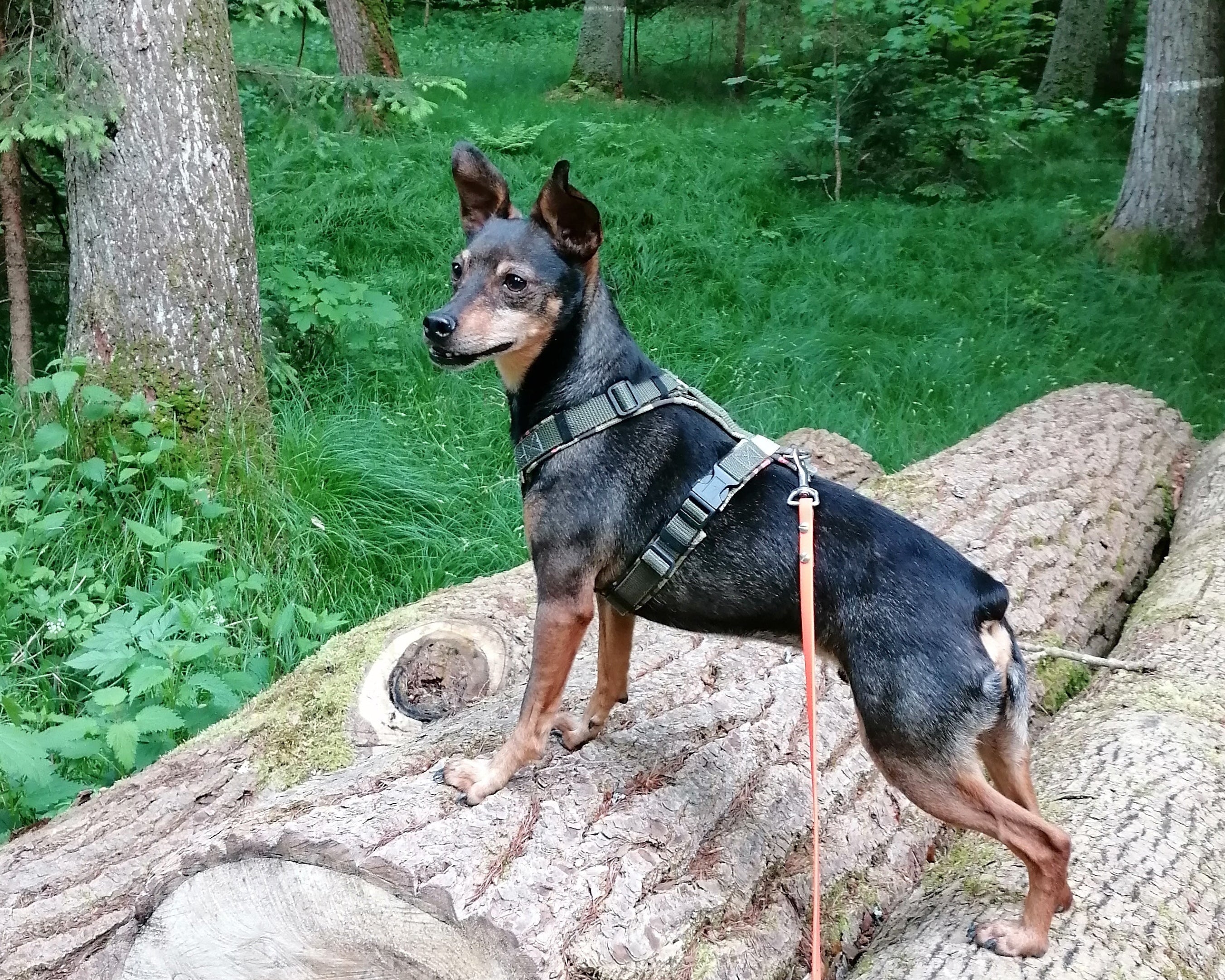 Führgeschirr, Y-Geschirr, Hundegeschirr, auf Maß, individuell, 