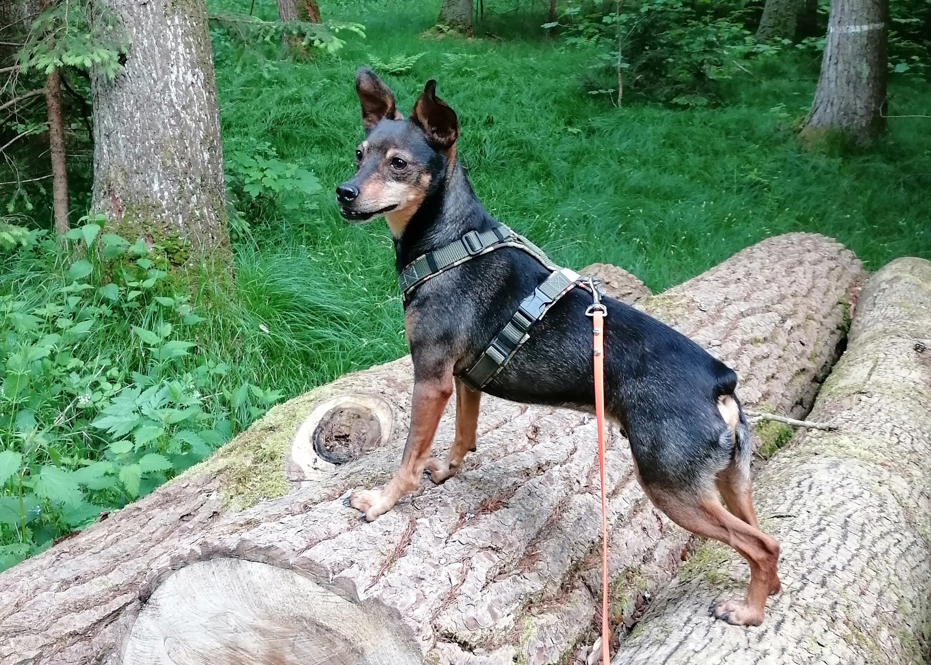 Führgeschirr auf Maß handgemacht verstellbar gurtband