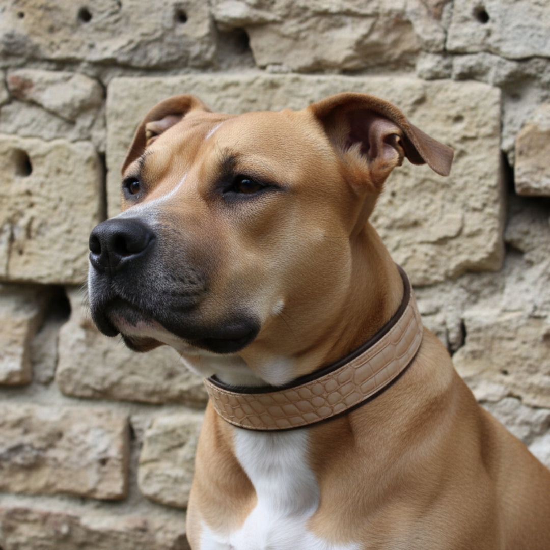 Hundehalsband mit Canvas-Ummantelung Viper – für starke Hunde