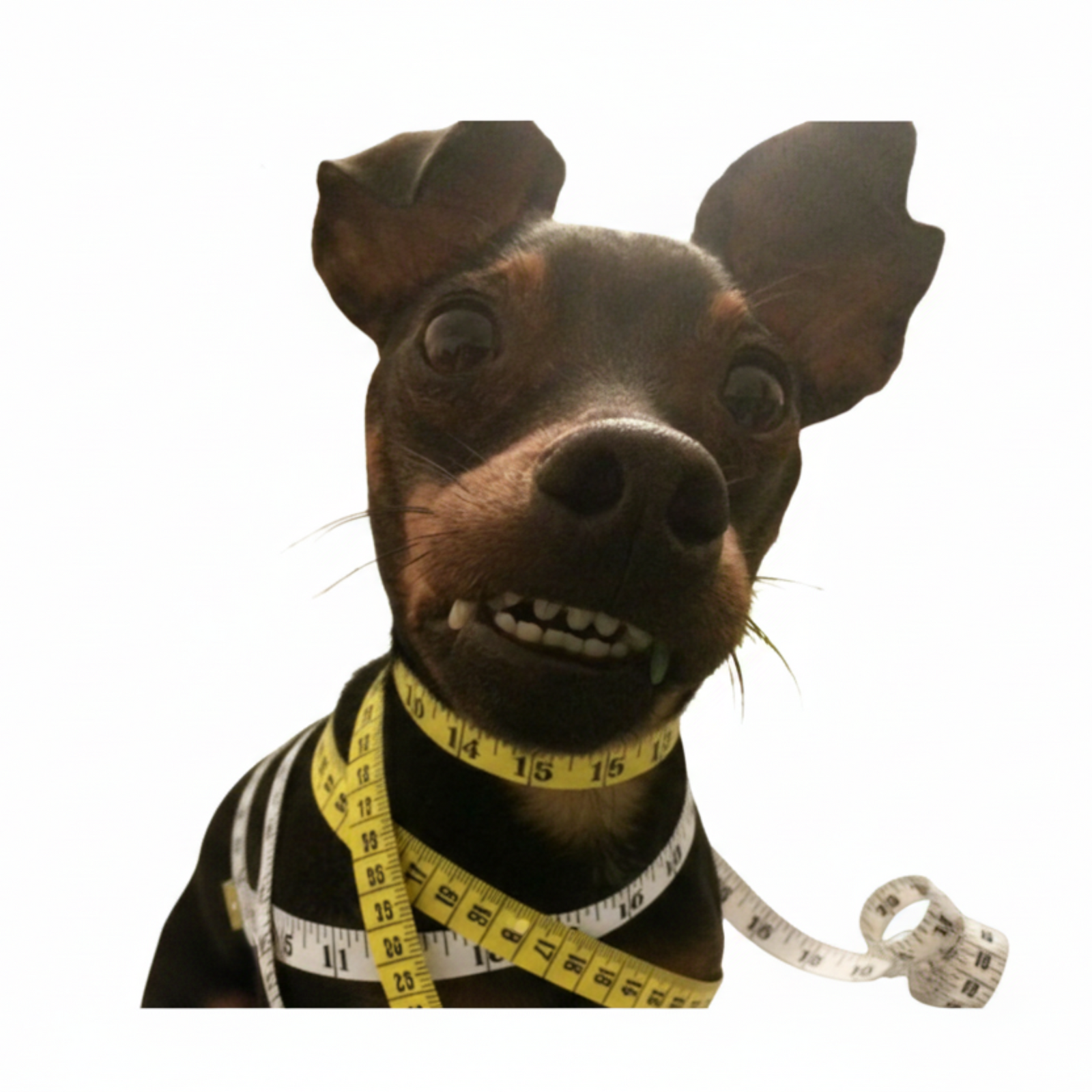 Messanleitung Messgeschirr verleih Messen