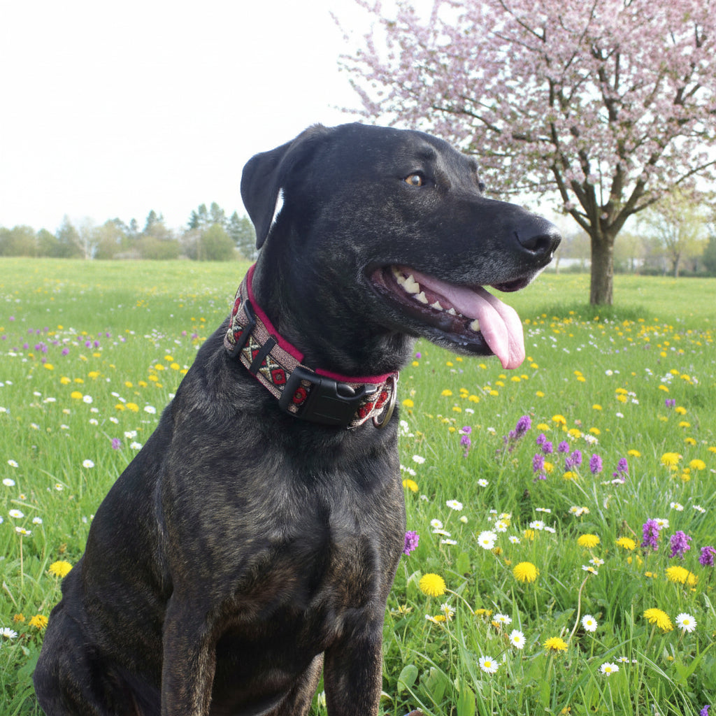 Halsband verstellbar mit Borte auf maß handgemacht