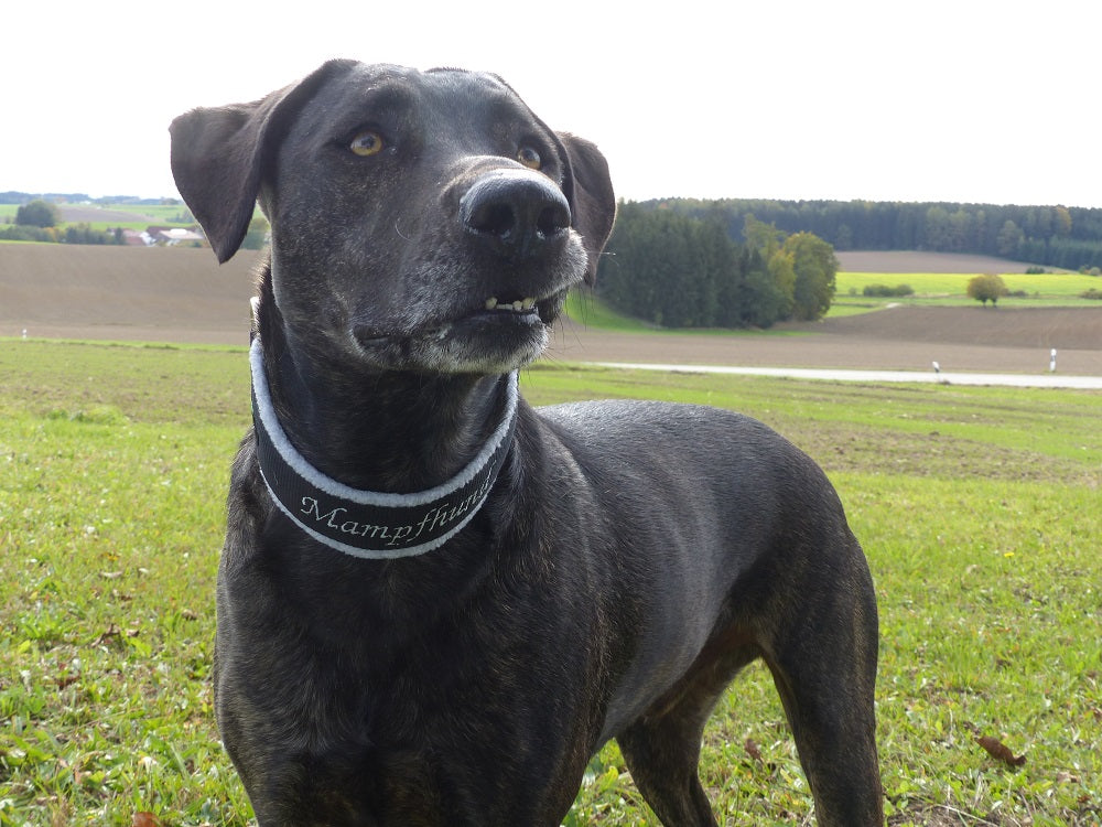 Halsband Gurtband auf Maß verstellbar handgemacht