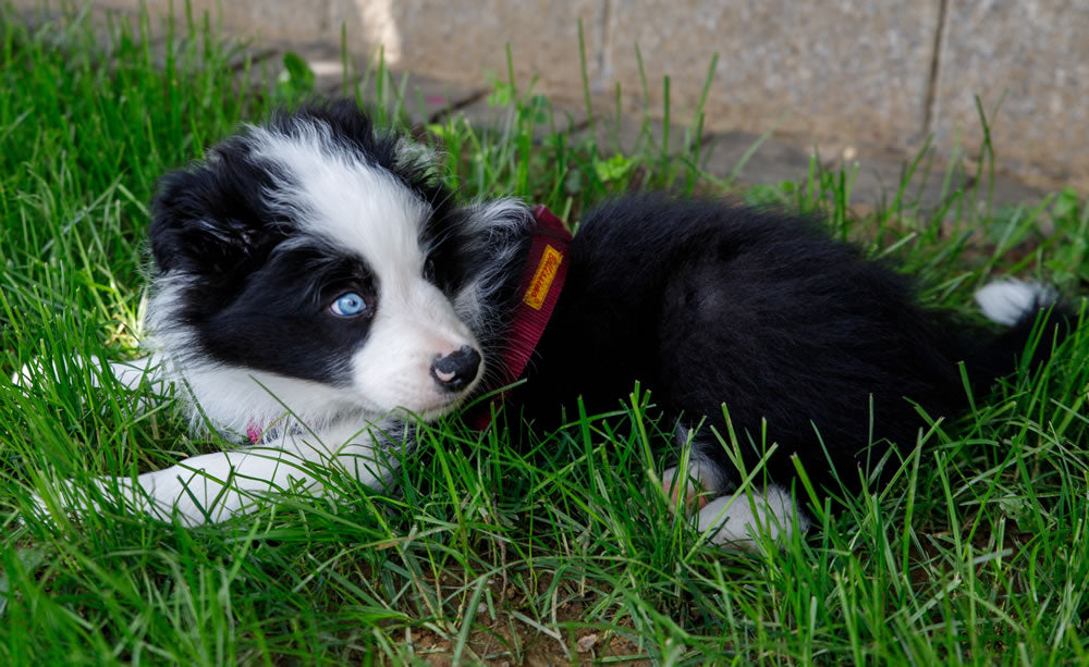 Welpengeschirr mitwachsend auf maß handgemacht