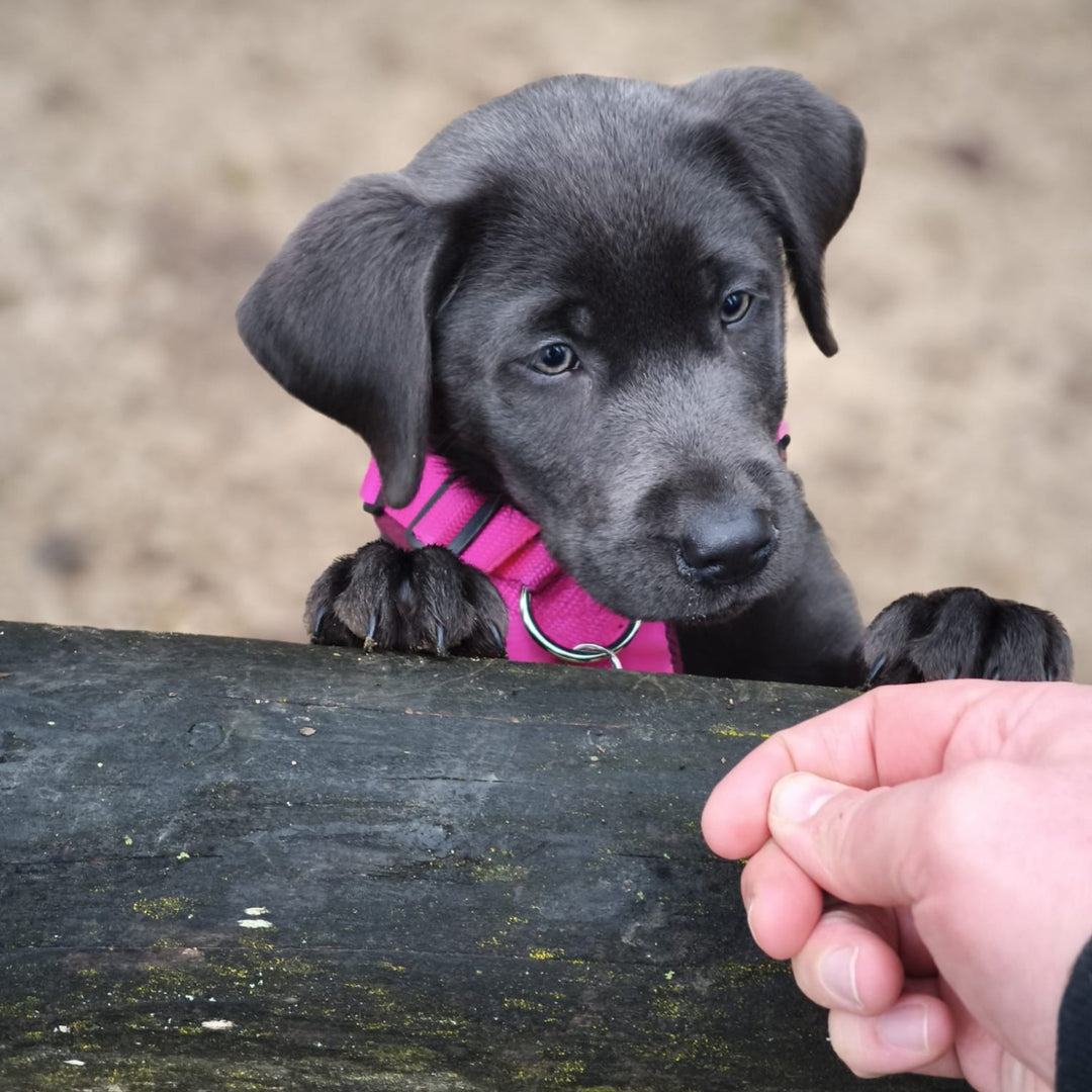 Welpengeschirr einstellbar handgemacht