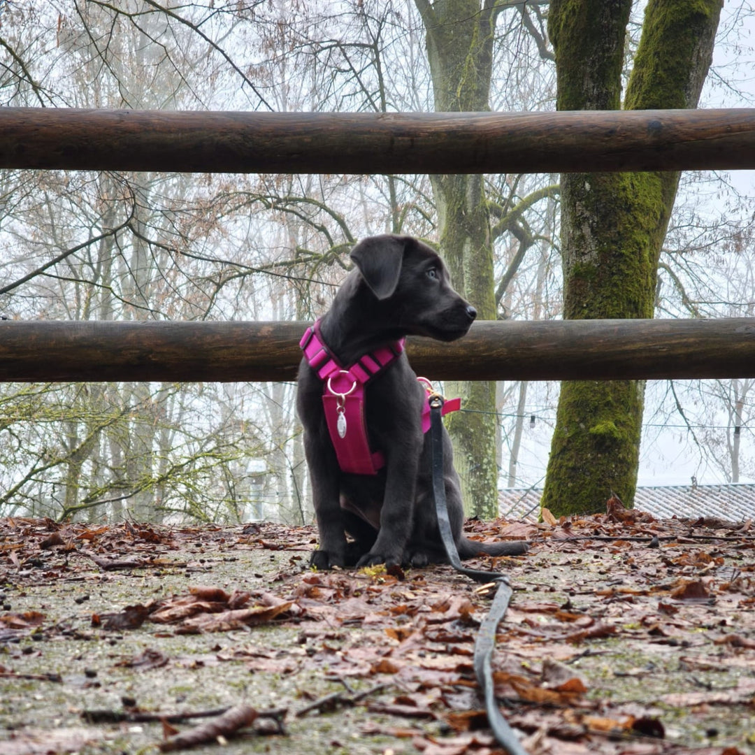 Welpengeschirr einstellbar mitwachsend