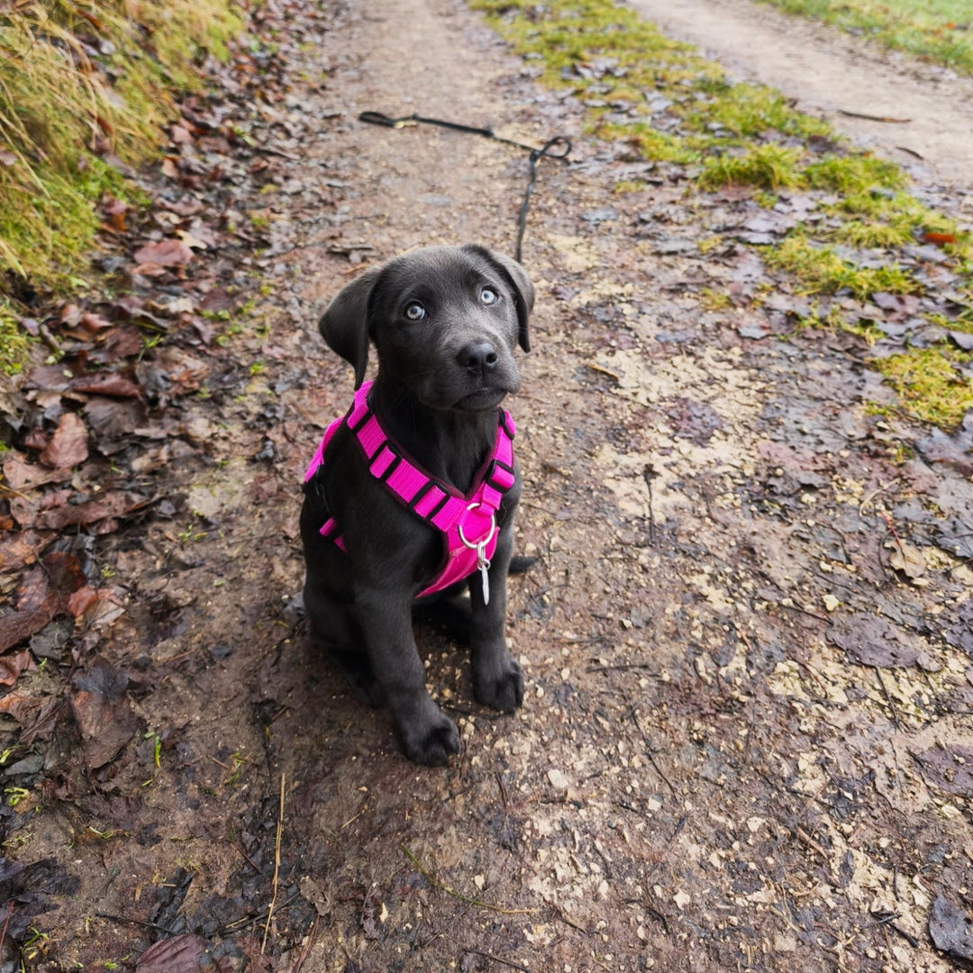 Welpengeschirr einstellbar mitwachsend Ring vorne