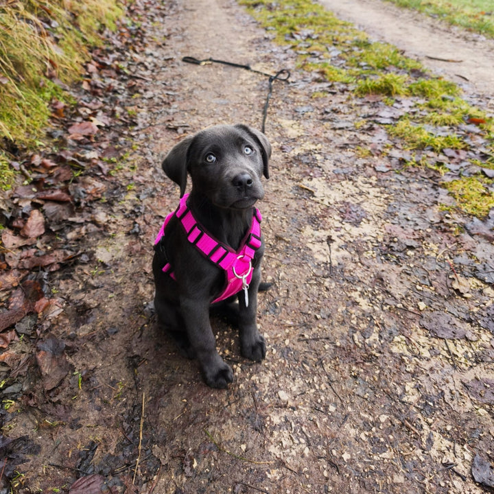 Welpengeschirr einstellbar mitwachsend Ring vorne