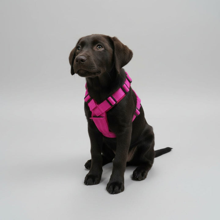 Welpengeschirr mitwachsend einstellbar